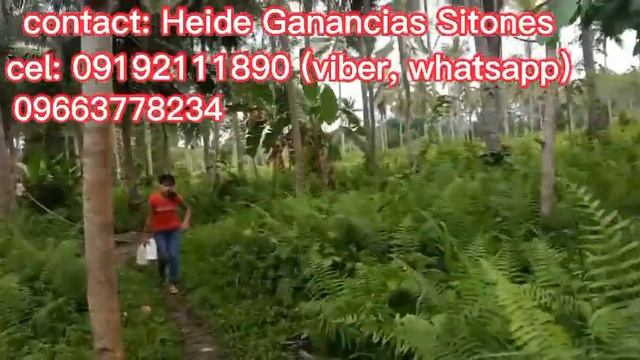 (Vlog #2) Cabadbaran Farm Lot For Sale❗❗❗????? 95 pesos per sqm. only смотреть онлайн