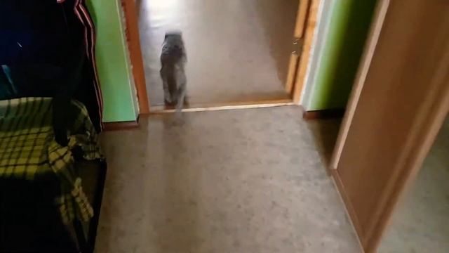 Шотландский кот смотреть онлайн
