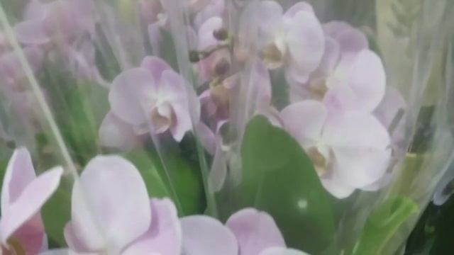 Цены на красивые редкие орхидеи в Днепре смотреть онлайн