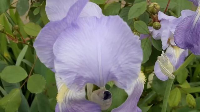 Ритуал - онлайн Сохран от безумия. К Хозяину психбольниц. смотреть онлайн