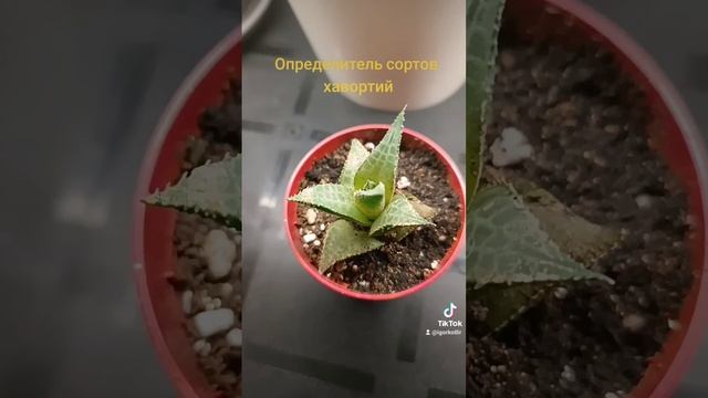 Определитель сортов хавортий. смотреть онлайн