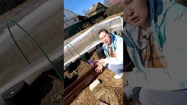 ПОДКОРМКА ПЕКИНСКОЙ КАПУСТЫ ? смотреть онлайн