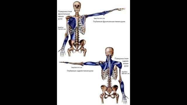 Полный гид по МФР.  Часть 1. Теория