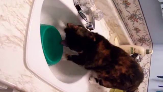 Macey playing in the sink.mov смотреть онлайн