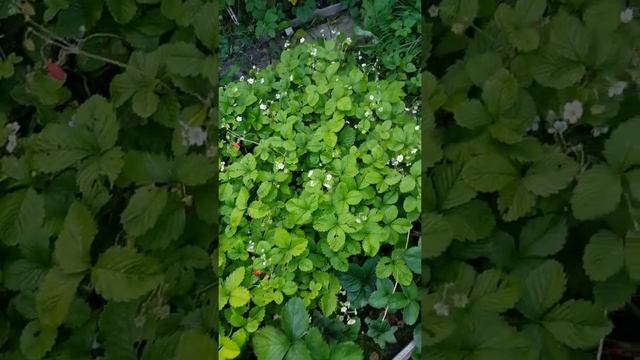 Земляника Золушка из семян. Ленинградская обл. смотреть онлайн