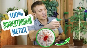 Как 100% избавиться от паутинного клеща? Эффективная борьба с паутинным клещом