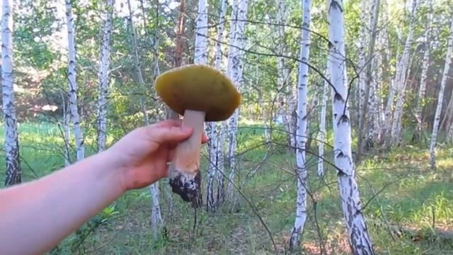 Гриб не очень, а Фон Красивый! смотреть онлайн