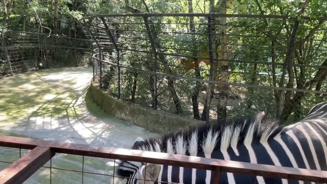 Популярные герои зоопарка «СКАЗКА»! смотреть онлайн