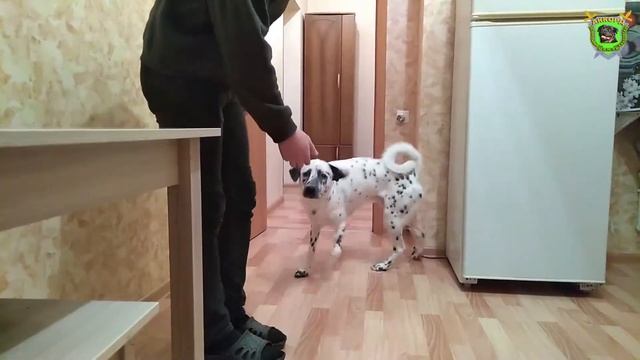 Трюк со светом. Как научить собаку включать и выключать свет