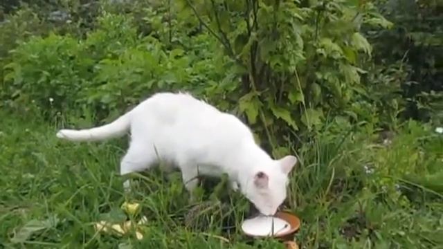 Маленький ежик пьет вместе с кошкой молоко из кофейного блюдца смотреть онлайн