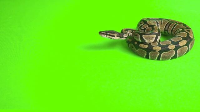 Free Green Screen Effects - Snake Bite #freeuse #freegreenscreen #greenscreeneffects #ballpython смотреть онлайн