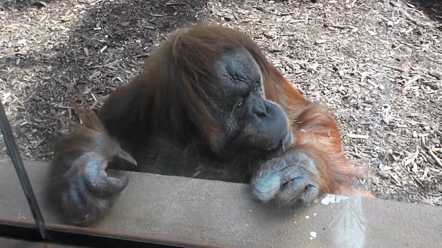 Рим мартовский (2016). Зоопарк. Орангутан. Rome 2016. Zoo. Orangutans смотреть онлайн
