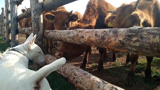 Бультерьер Шэд знакомиться с тёлочками #бультерьер#bullterier смотреть онлайн