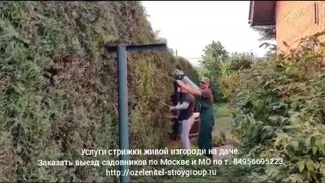 Заказать услуги стрижки живой изгороди из туй в Москве и МО по т. 84956695223 смотреть онлайн