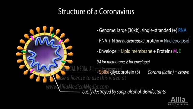 Understanding the Virus that Causes COVID-19, Animation смотреть онлайн