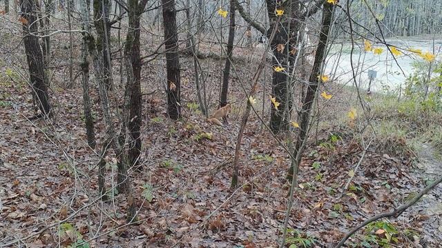 Будьте ближе к природе и вам тоже повезёт!!!!! смотреть онлайн