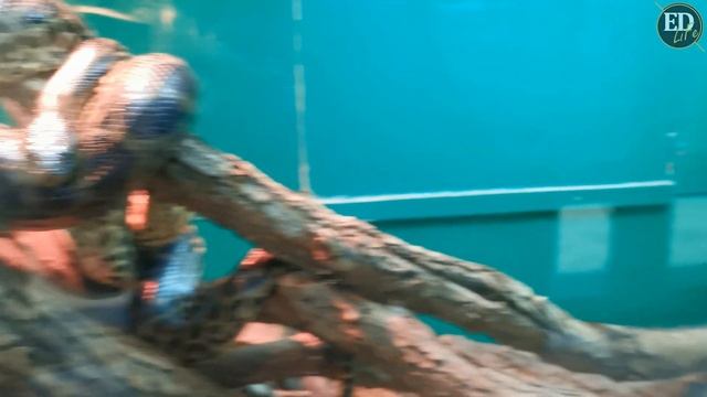 Парагвайская анаконда (Yellow Anaconda) – как выглядит и перемещается одна из самых агрессивных зме