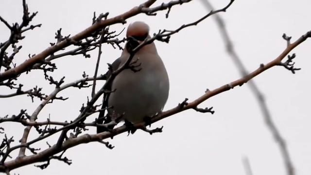 Обыкновенный свиристель - Bombycilla garrulus смотреть онлайн
