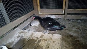 Мускусные утки "Изумруд" тяжелая линия, собственной селекции!