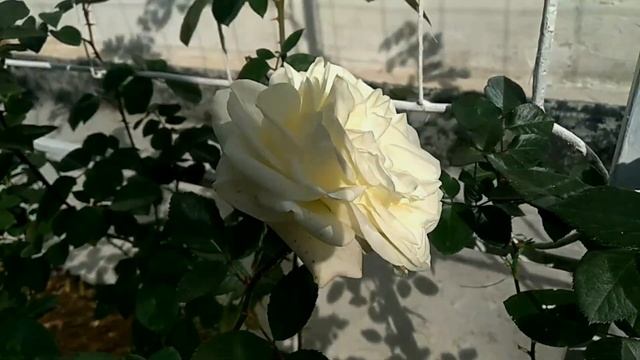 Vlog-61 ГЛОРИЯ много не бывает?не забывайте о себе?цветение в середине осени смотреть онлайн