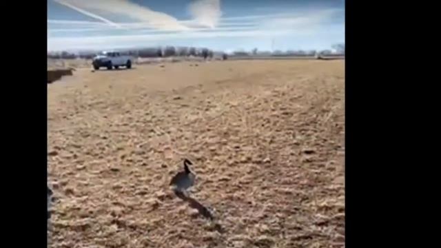 EpIc DuCk FlIp смотреть онлайн