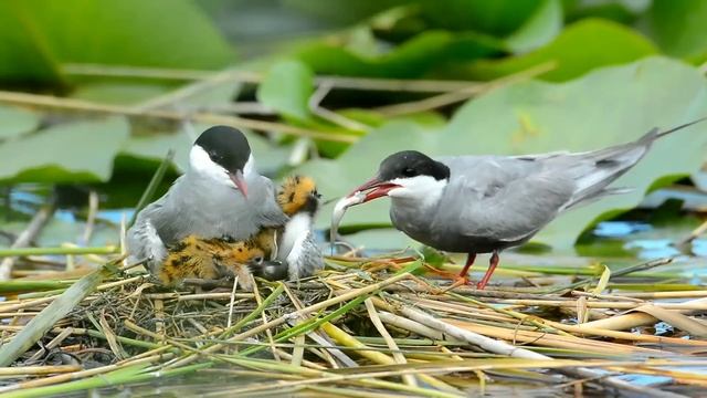 Birds mother feeding their hungry babies..part 1- #birds #hungry #animals смотреть онлайн