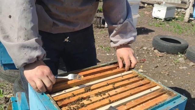 Бьём клеща и стимулирует пчёл!02.03.2021.