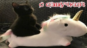 МЧИ МЕНЯ, ЕДИНОРОГ! Приколы с котами! С ОЗВУЧКОЙ! Смешные коты! Самые смешные животные!