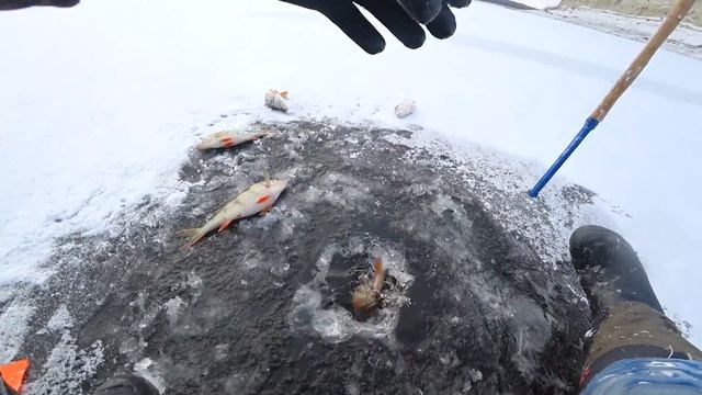 ЛЕСКА ТРЕЩИТ В ПАЛЬЦАХ! ПРОВЕРКА ЖЕРЛИЦ и ТУРБО КЛЁВ ОКУНЯ И ЩУК смотреть онлайн