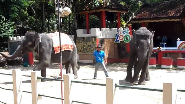 Шоу слонов зоопарк Пхукета. Таиланд смотреть онлайн