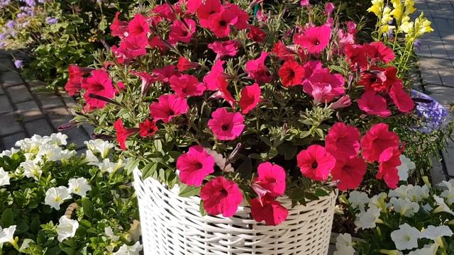 Мой горшечный дворик в конце сентября. Лучшие петунии 2023 г смотреть онлайн