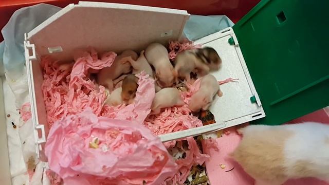 Хомячки новорожденные, очень маленькие смотреть онлайн