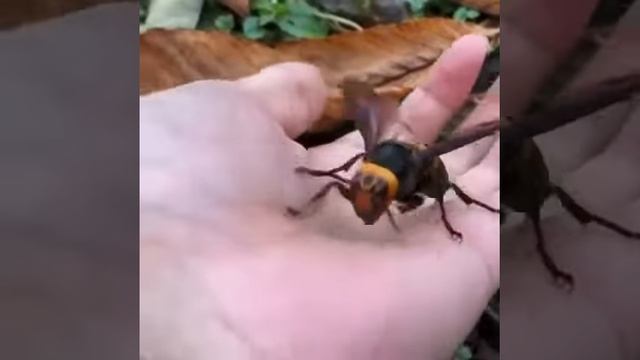 Азиатский гигантский шершень)Asian giant hornet) смотреть онлайн