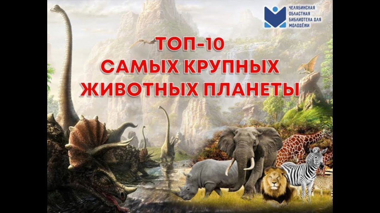 Самые крупные животные смотреть онлайн