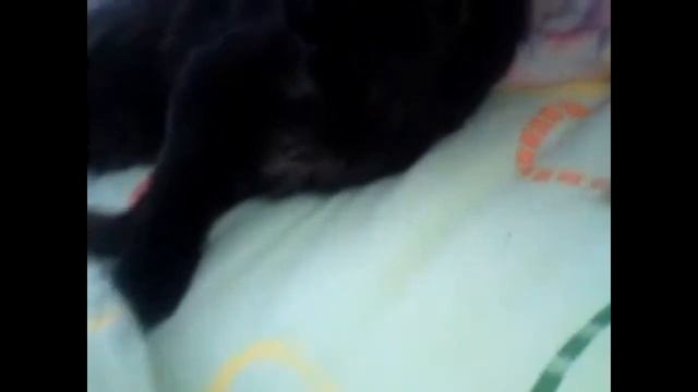Собаки тоже любят спать на подушке. Утро. смотреть онлайн