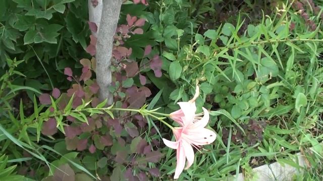 Лист темнеет,опадает и так отмирает вся ветка за веткой... смотреть онлайн