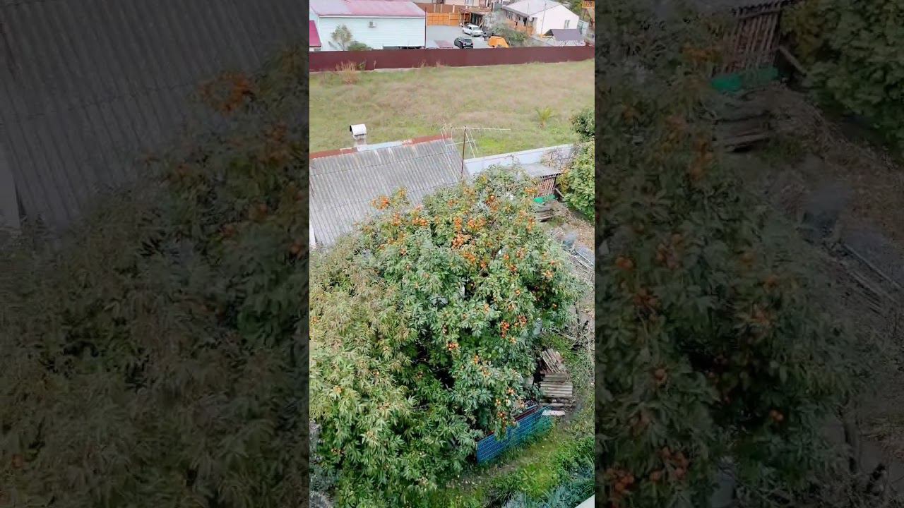 Утро в Вардане. В Сочи начинается сезон хурмы. смотреть онлайн