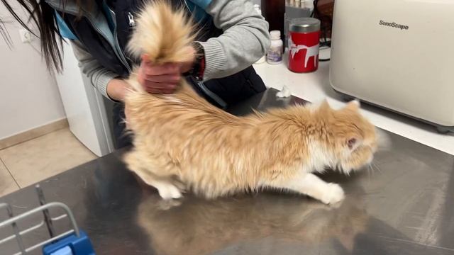 Да Ваксинирам ли Домашна Котка при Ветеринарен Лекар или Не? Всичко за Ваксини на Коте смотреть онлайн