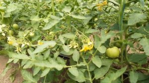 Томат "Пинк Буш" Пять недель после высадки рассады в грунт.