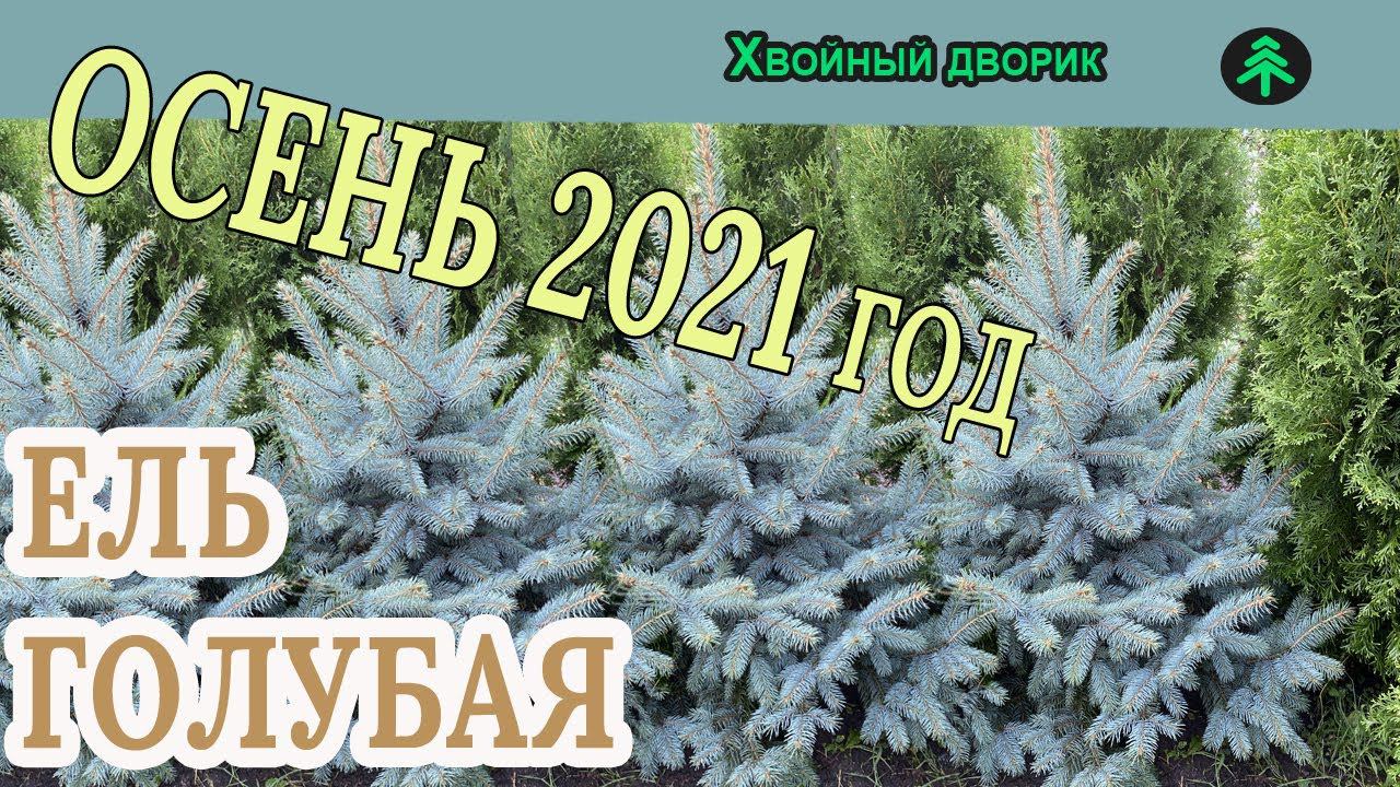 Ель колючая ф голубая на осень 2021 года. Обзор интернет-магазина питомника "Хвойный дворик" смотреть онлайн