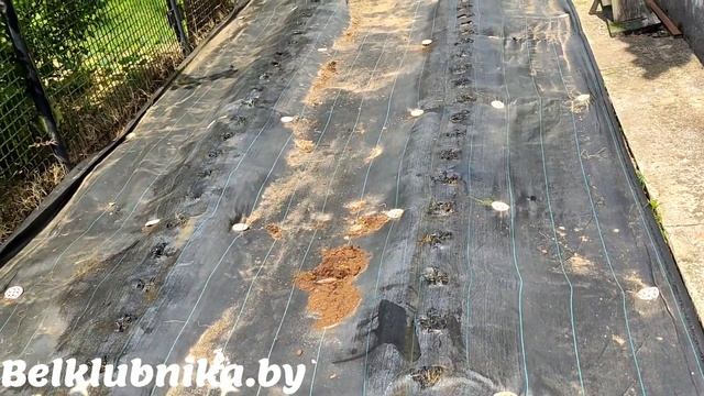 Настоящая КУПЧИХА и АРАБЕЛЛА. Обновление почвы. Belklubnika.by смотреть онлайн