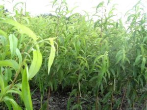 Саженцы персика (часть 1) - Агро Сад (2016)