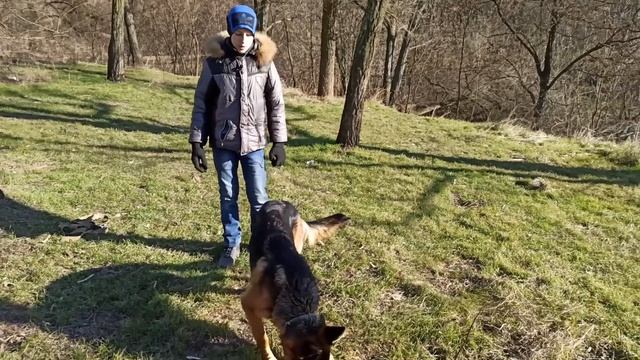 Как научить собаку команде Ко мне. Дрессировка собак. Команда Ко мне. смотреть онлайн