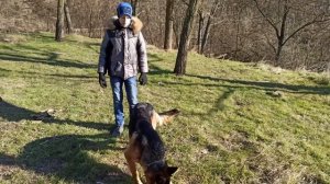 Как научить собаку команде Ко мне.  Дрессировка собак. Команда Ко мне.