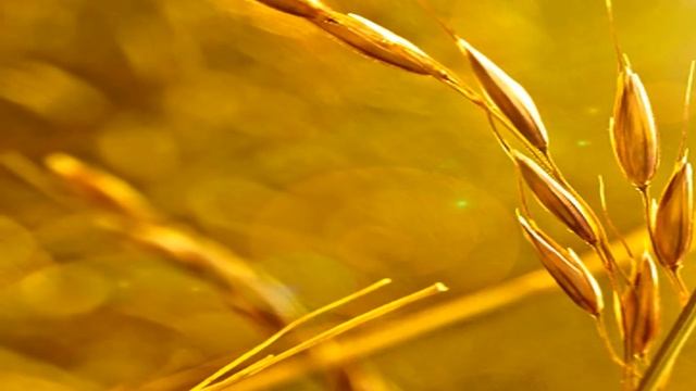 Clubroot - Eastern Promise смотреть онлайн