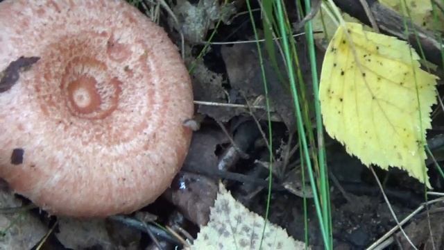 Фотосессии и Моделирование