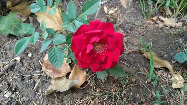 Garden flowers смотреть онлайн