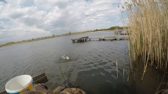 БЕШЕНЫЙ КЛЁВ КАРПОВ / СПОРТИВНАЯ РЫБАЛКА / РЫБАЛКА НА ПОПЛАВОК смотреть онлайн