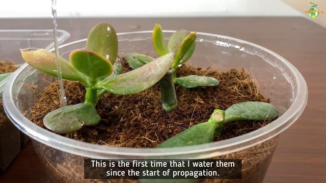 #110 : How to Grow Jade Plant in Water and Coco Peat? | Jade Plant Propagation смотреть онлайн