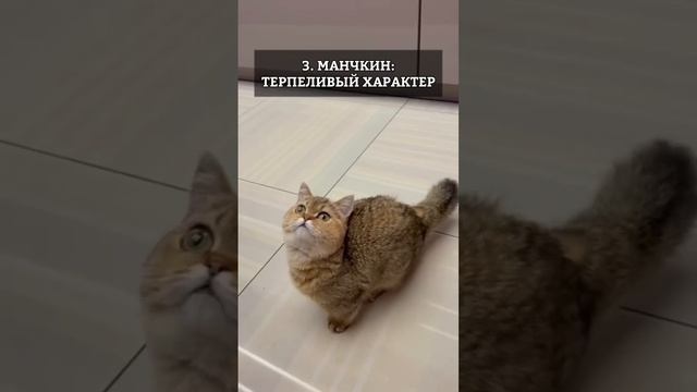 ТОП-5 САМЫХ ПОСЛУШНЫХ КОШЕК смотреть онлайн